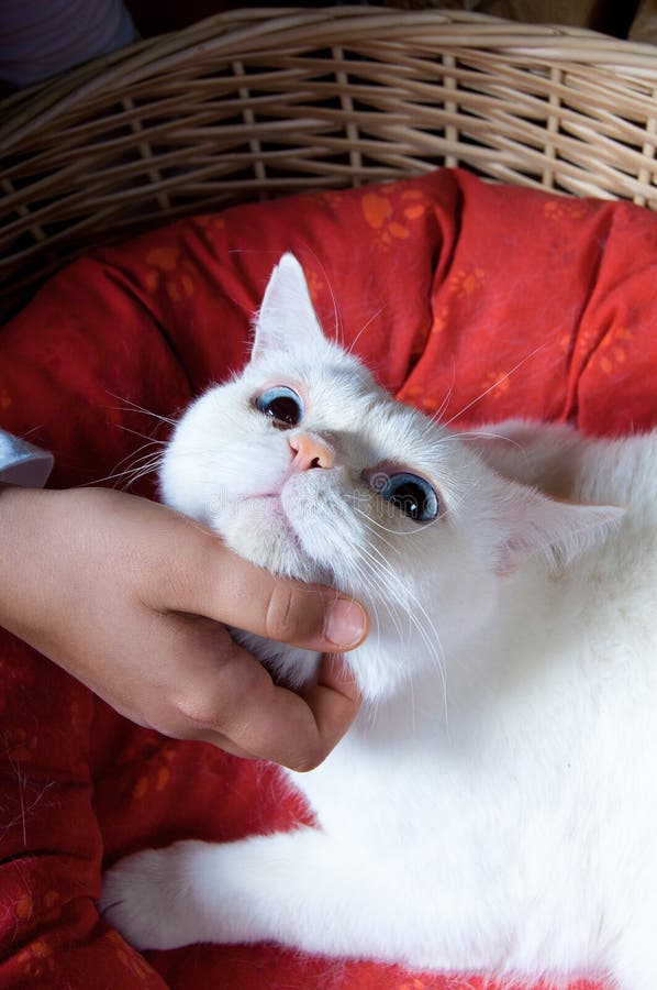 Tacto blando de la mano de un niño a la cabeza de un gato blanco imagen de archivo libre de regalías Tacto blando de la mano de un niño a la cabeza de un gato blanco imagen de archivo libre de regalías