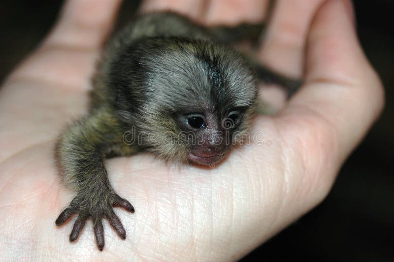 A new born cute little baby monkey on a caucasian white hand. A new born cute little baby monkey on a caucasian white hand