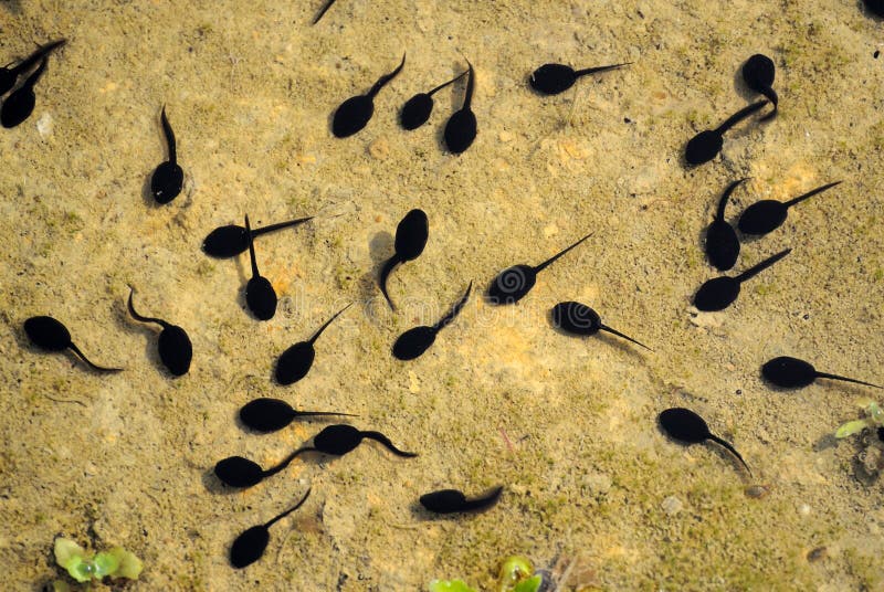 Mucho de pájaros carpinteros en Agua.