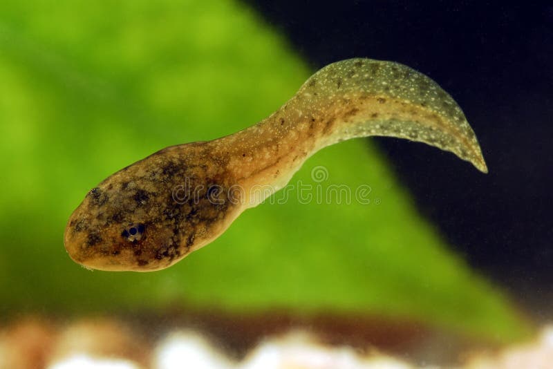 Tadpole de grenouille de natation Tadpole de grenouille de natation