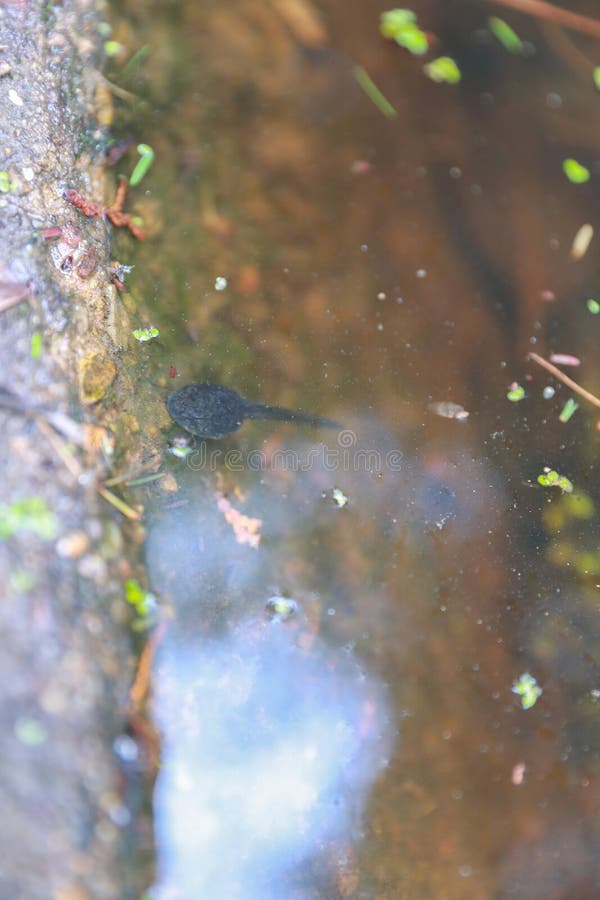 Tadpoles in the pond stock photo. Image of environment 248525556