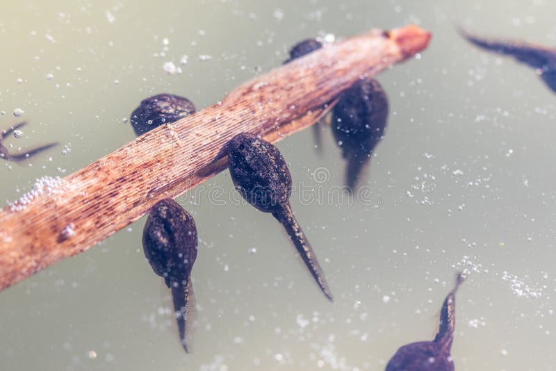 Tadpoles (żaby w Larwalnej scenie) Podwodni na badylu obraz stock Tadpoles (żaby w Larwalnej scenie) Podwodni na badylu obraz stock