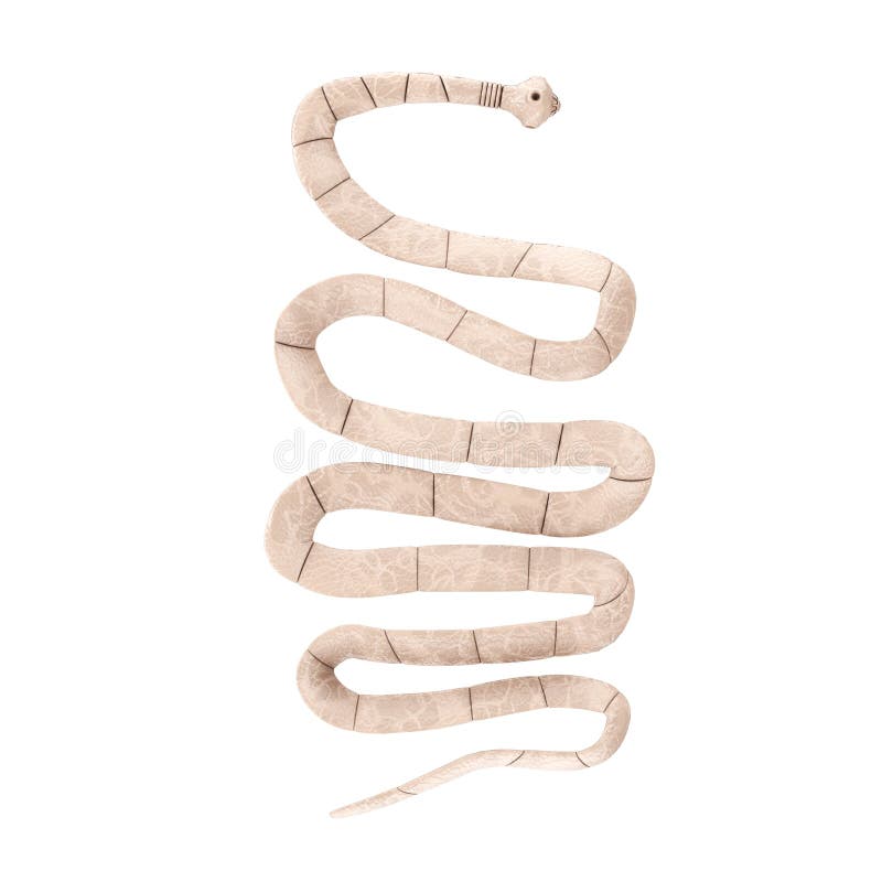 Taenia Solium Tapeworm Closeup Microscopic View. 3d Rendering Stock Illustration - Illustration of biology, education: 209149028 Taenia Solium Tapeworm Closeup Microscopic View. 3D Rendering Stock Illustration - Illustration Of Biology, Education: 209149028