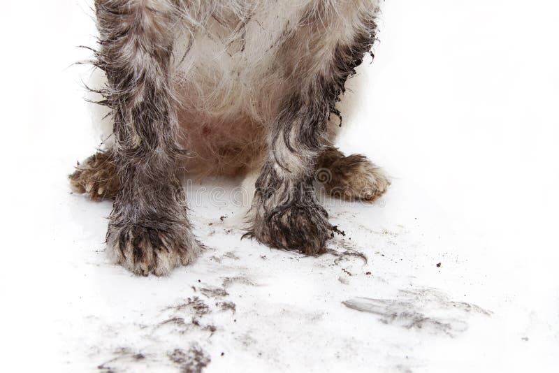 TAFSAR DEN SMUTSIGA HUNDEN FÖR NÄRBILDEN bakgrund isolerad white arkivfoto