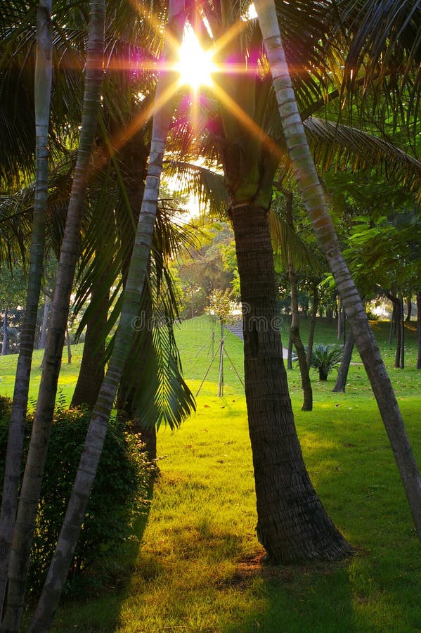 Setting sunlight coming through the palm trees looks like a shining star. Setting sunlight coming through the palm trees looks like a shining star