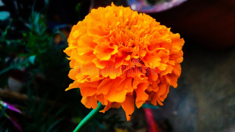 Tagetes erecta, den mexicanska ringblomman eller Aztec ringblomma eller, ?ringblomma ?eller ?Marys guld ?, arkivfoto Tagetes erecta, den mexicanska ringblomman eller Aztec ringblomma eller, ?ringblomma ?eller ?Marys guld ?, arkivfoto
