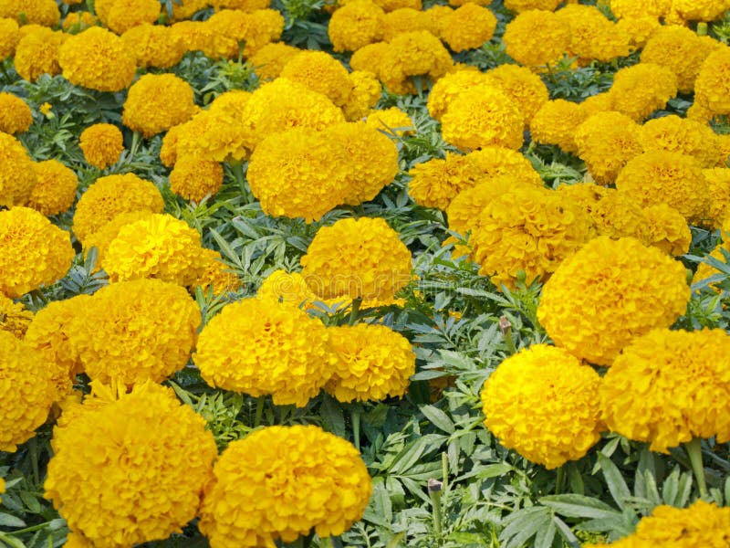 Tagetes Erecta