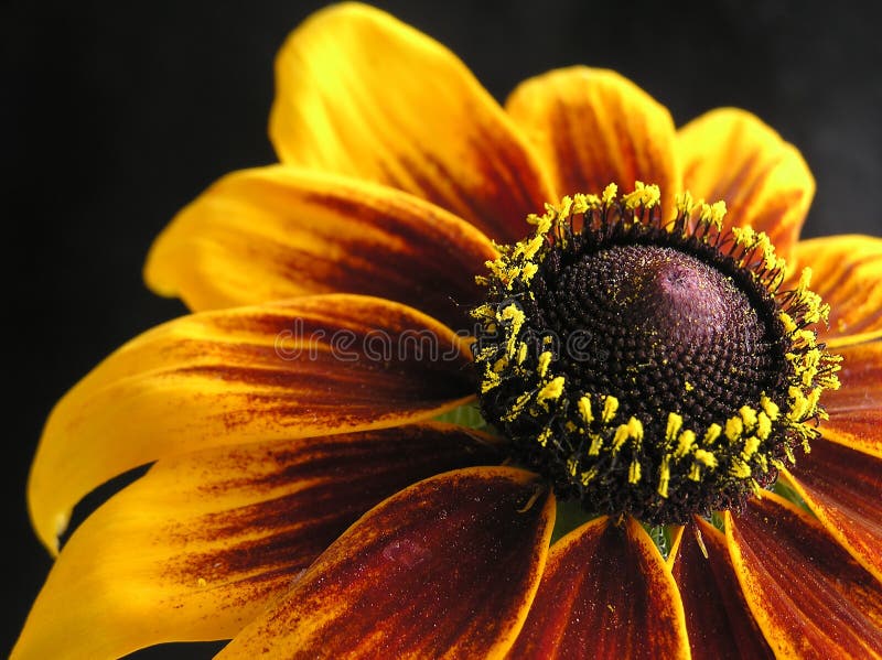 Tagetes flower