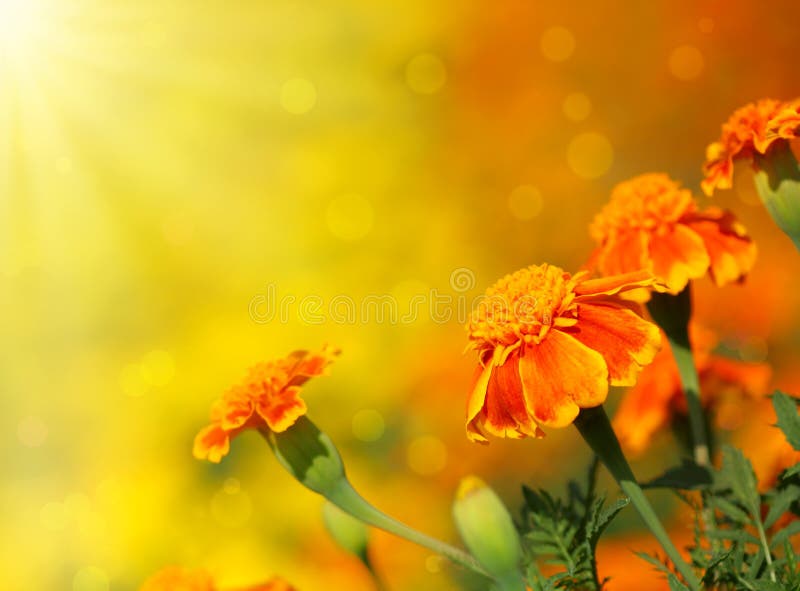 Tagetes flower