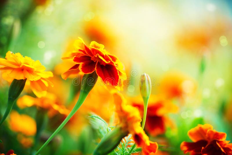 Calendula fiore.