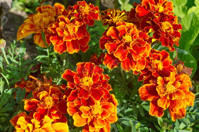 Tagetes patula flowers bloom in the garden on a Sunny day