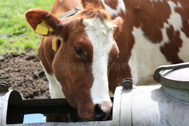432 Cattle Drinking Water Pond Stock Photos Free & RoyaltyFree Stock