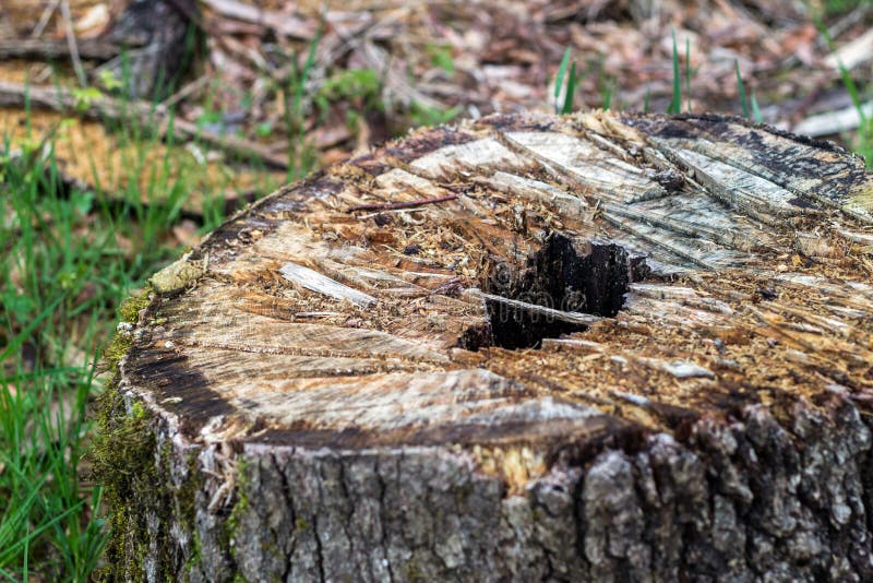 Tagli l'albero nella foresta, fotografata con profondit? di campo molto bassa immagini stock libere da diritti Tagli l'albero nella foresta, fotografata con profondit? di campo molto bassa immagini stock libere da diritti