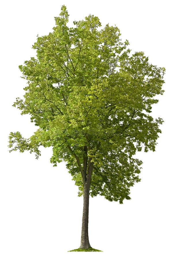 Taglia albero Albero verde isolato in estate