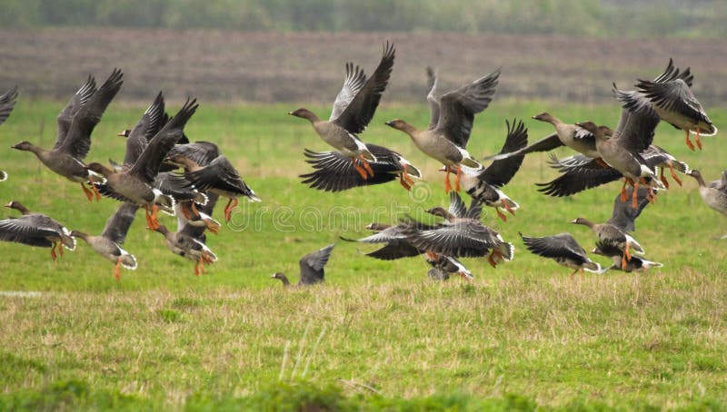 Taiga bean goose flock in the flight