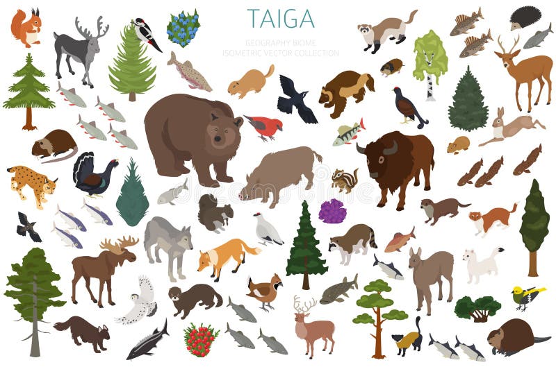 Taiga biome, boreal snow forest seamless pattern. Terrestrial