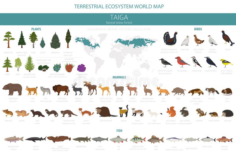 Taiga Biome, Boreal Snow Forest. Terrestrial Ecosystem World Map Stock  Vector - Illustration of otter, nelma: 140114209