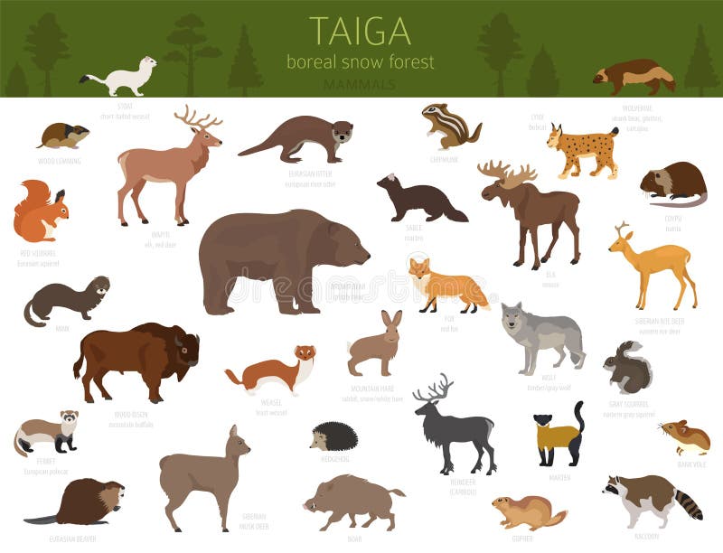Terrestrial Animals Stock Illustrations – 422 Terrestrial Animals Stock Illustrations, Vectors & Clipart - Dreamstime Terrestrial Animals Stock Illustrations – 422 Terrestrial Animals Stock Illustrations, Vectors & Clipart - Dreamstime