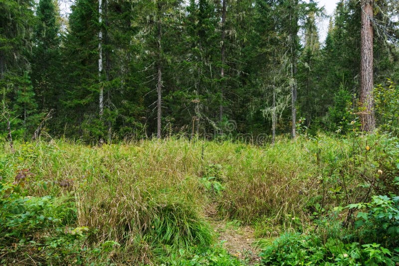 Um Residente Secreto Do Sayan Taiga Imagem de Stock - Imagem de espessuras,  rato: 220417253