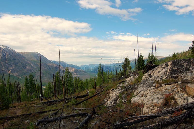 Taiga after a forest fire on the mountain pass.