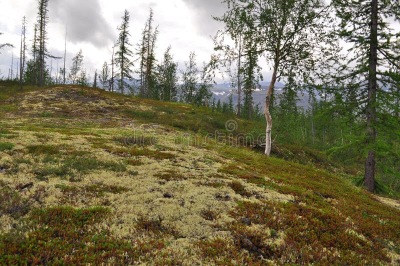 Taiga taimyr. royalty free stock photo