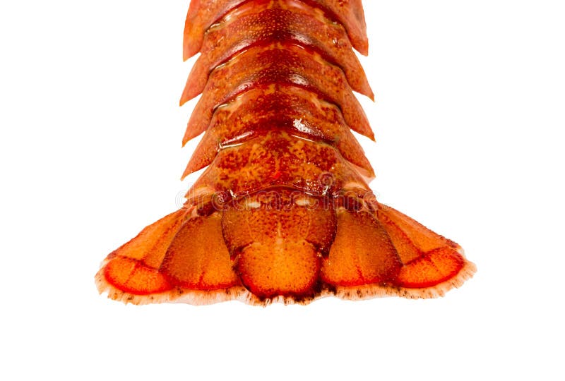 Tail of cooked crayfish closeup on white background