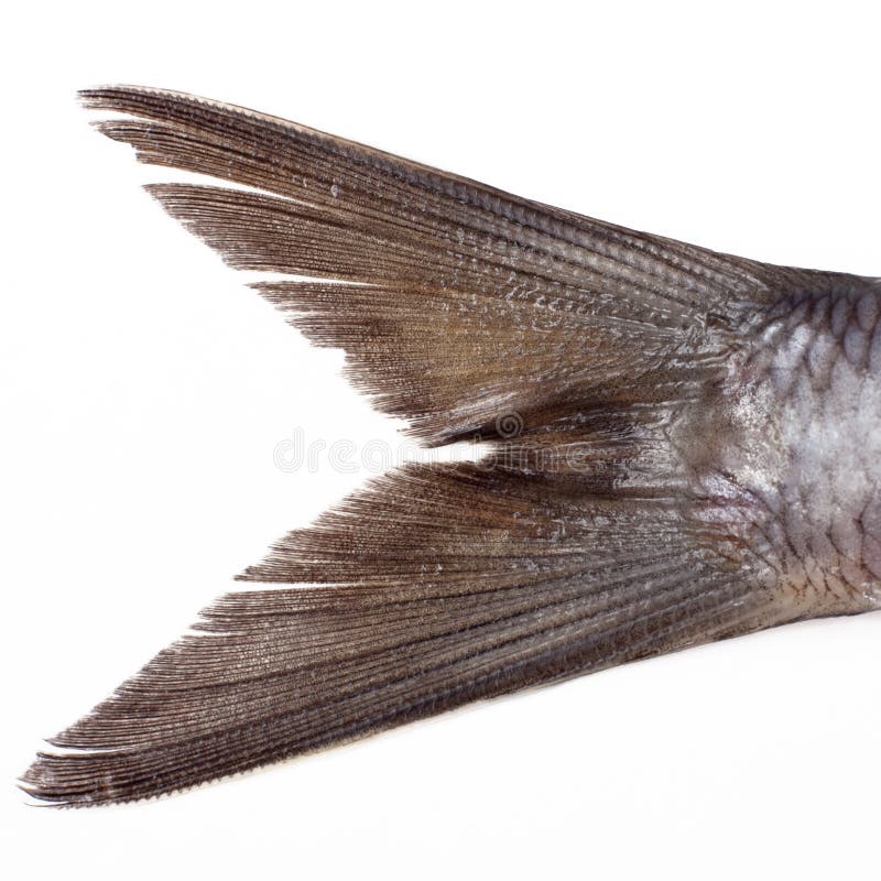 82,305 Tail Fish Stock Photos - Free & Royalty-Free Stock Photos from  Dreamstime