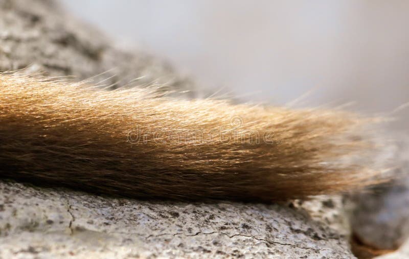 The tail of a monkey is isolated in nature royalty free stock photos