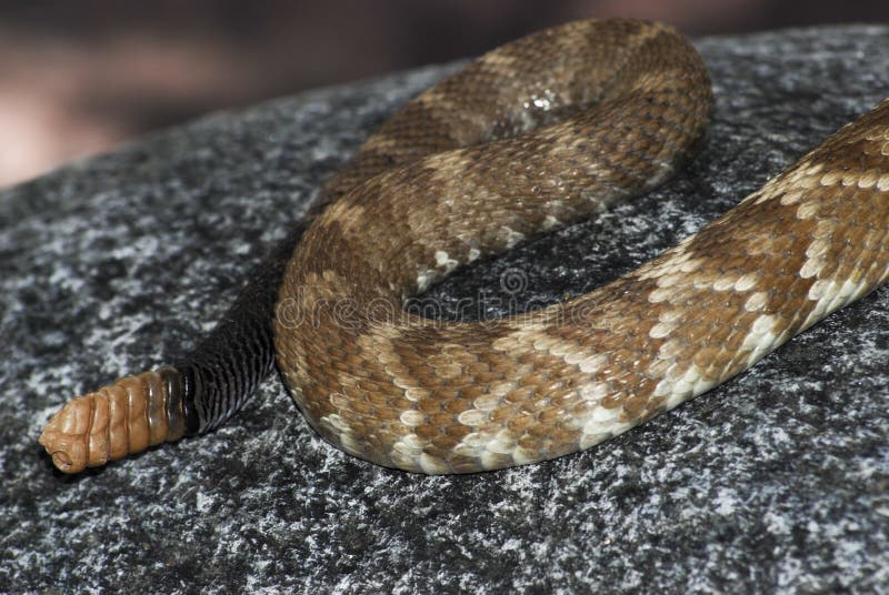 Tail Of Rattlesnake, Crotalus Molossus Stock Image Image of tailed