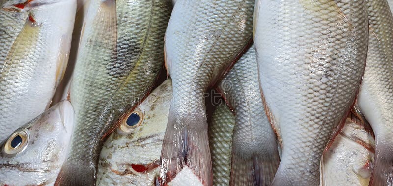 Tail And Scale Of Fresh Fish Catch From Sea Stock Photo