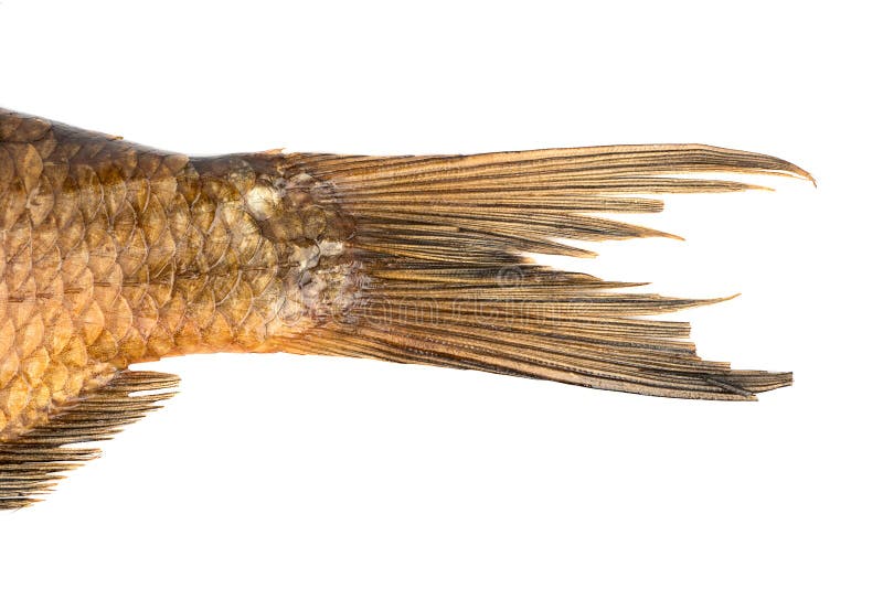 fish tail fish tail
