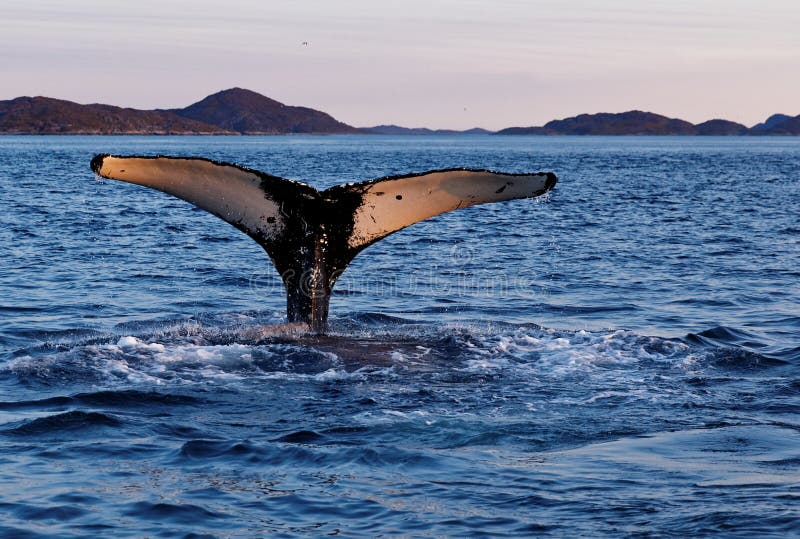 Tail of whale diving