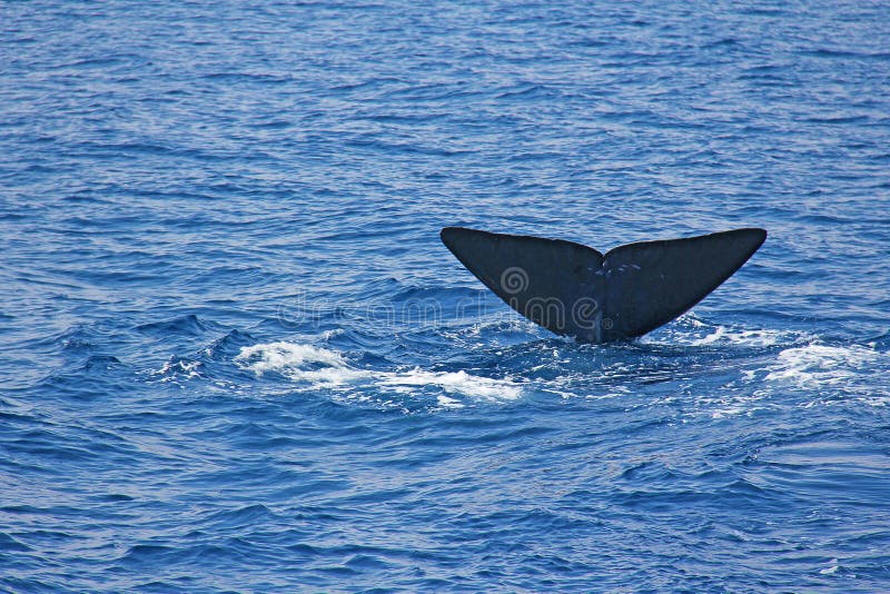 Tail of a whale royalty free stock photos Tail of a whale royalty free stock photos