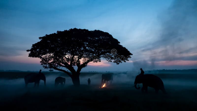 Tailandia: Campo; Silhouette elefante sobre el fondo de la puesta de sol, elefante tailandés en Surin Tailandia foto de archivo libre de regalías Tailandia: Campo; Silhouette elefante sobre el fondo de la puesta de sol, elefante tailandés en Surin Tailandia foto de archivo libre de regalías