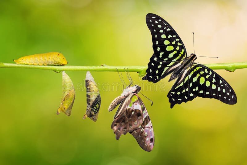 Tailed Jay Graphium agamemnon butterfly life cycle, from caterpillar to pupa and its adult form, change and transformation concept, isolated on nature background with clipping path