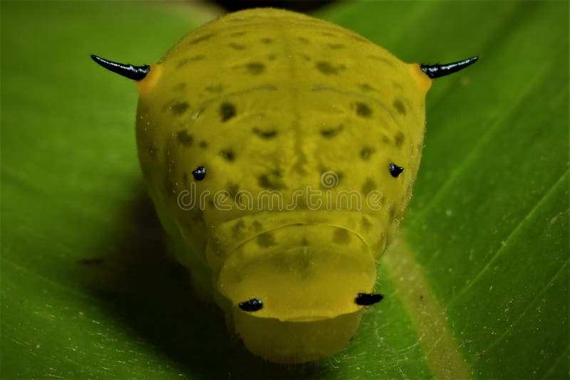 Tailed Jay Graphium Agamemnon Caterpillar Face Closeup Stock Photo