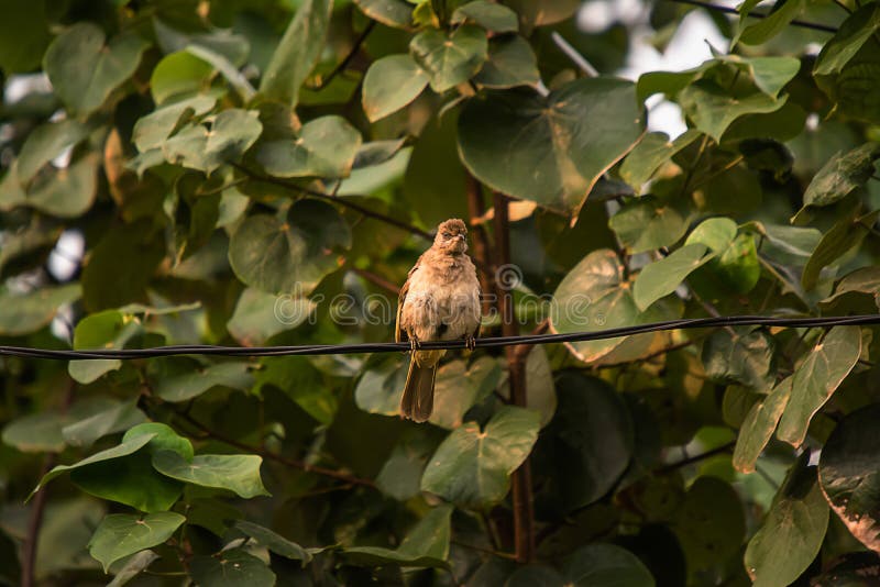 Tailorbird com? n en? rbol imagenes de archivo