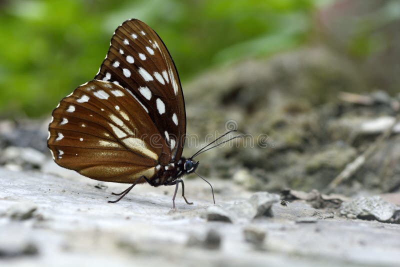 Red Markings on Butterfly stock image. Image of garden 66285107