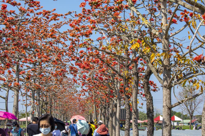 Taiwan printemps kapok saison kapok en fleurs pleines foules image libre de droits