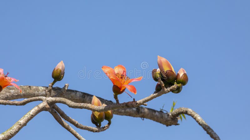 Taiwan printemps kapok saison floraison kapok images libres de droits