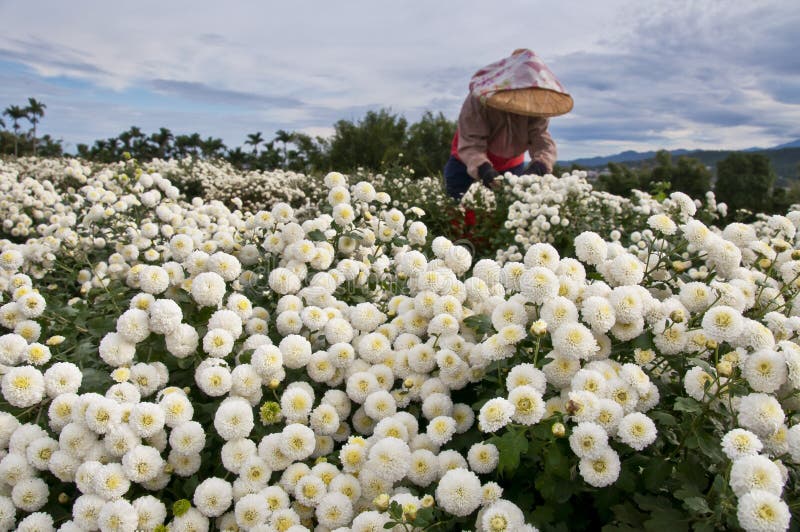 Taiwan S Daisy Farm Harvest Stock Photo Image of flowers, field 40946284