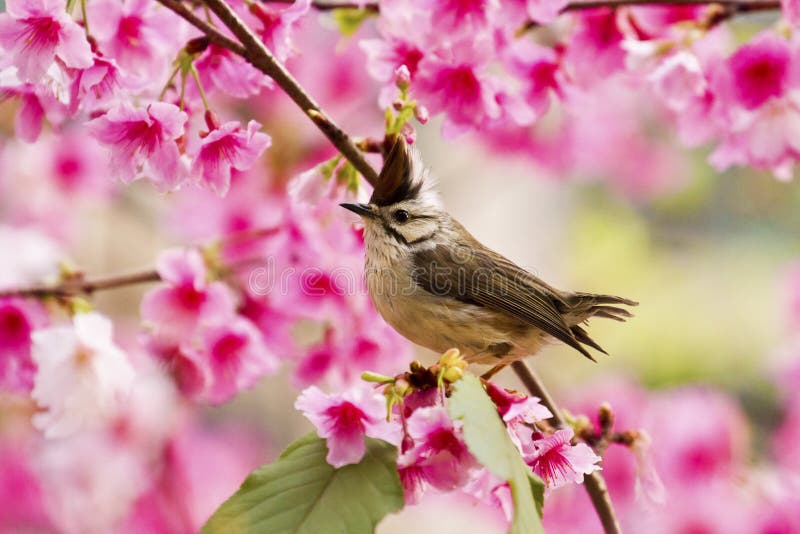 Taiwan Yuhina with Pink Flowers Stock Photo Image of bald, flight