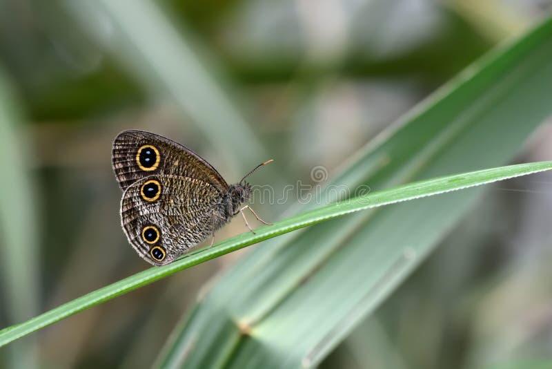 Taiwán acanaló la mariposa principal de la serpiente imágenes de archivo libres de regalías Taiwán acanaló la mariposa principal de la serpiente imágenes de archivo libres de regalías