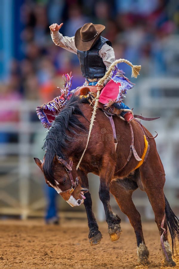 Tajemnica kowboj bryka na dzikim mustangu w Floryda rodeo