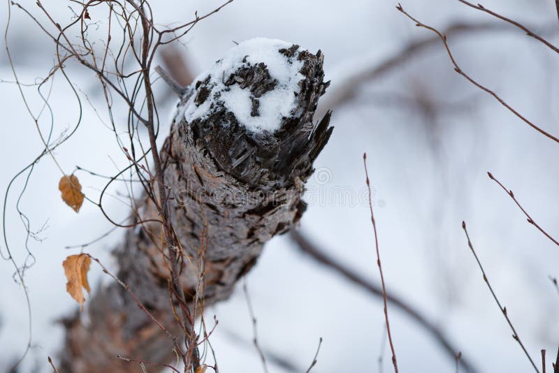 Tak in de winter met sneeuw stock afbeeldingen Tak in de winter met sneeuw stock afbeeldingen