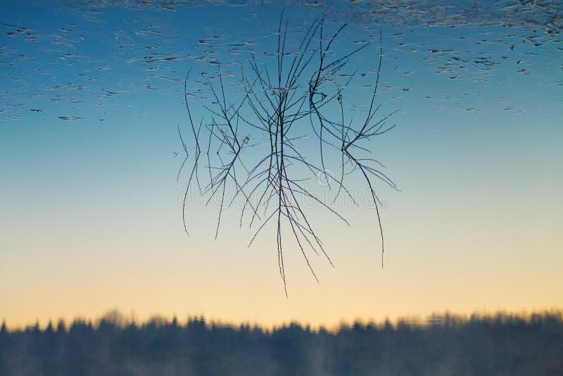 Upside-down reflection of branches sticking out of calm water and gradient sky. Upside-down reflection of branches sticking out of calm water and gradient sky