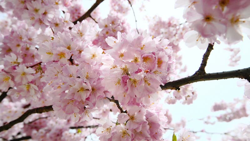 Tak met dromerige kersenbloesems en zonnestralen