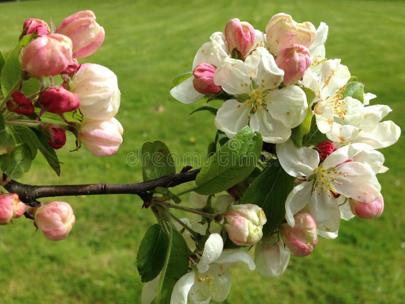 Tak met gevoelige witte en roze de lentebloesem stock fotografie Tak met gevoelige witte en roze de lentebloesem stock fotografie