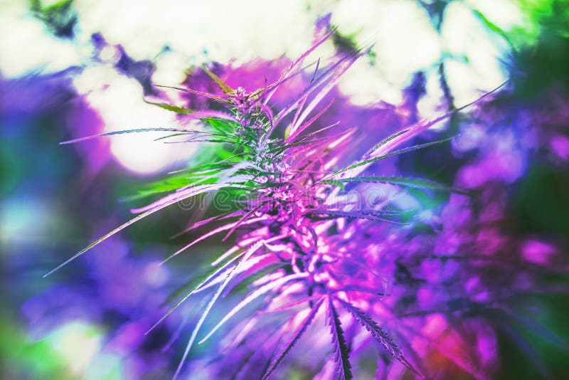 Tak van cannabis en marihuana Ganja, hennep mooie boom royalty-vrije stock afbeeldingen Tak van cannabis en marihuana Ganja, hennep mooie boom royalty-vrije stock afbeeldingen