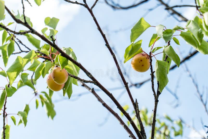 Tak van een abrikozenboom met rijpe vruchten tegen stevige blauwe hemel in de zomer royalty-vrije stock foto's Tak van een abrikozenboom met rijpe vruchten tegen stevige blauwe hemel in de zomer royalty-vrije stock foto's